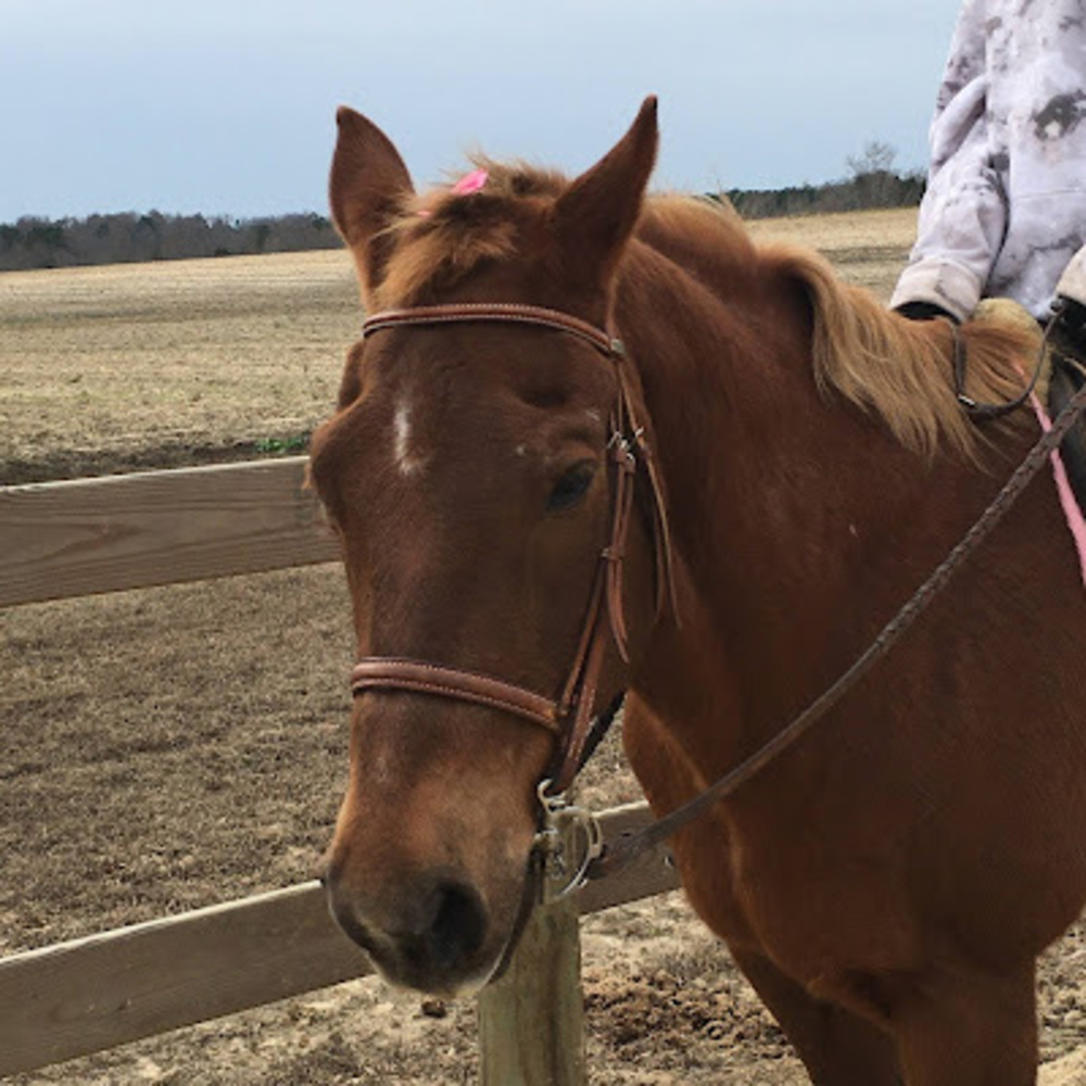 Meet your Posher, Ella